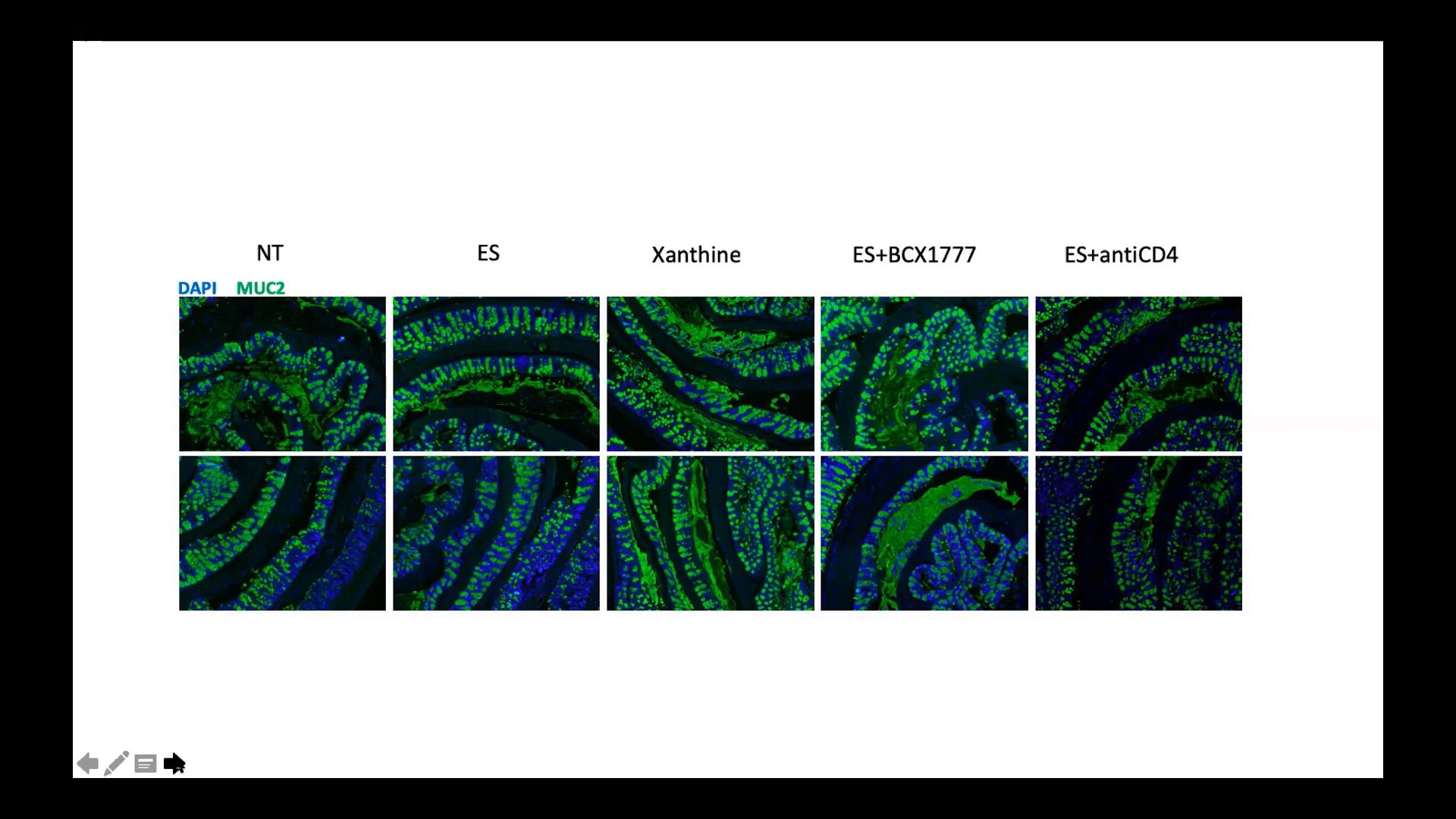 video-how-opal-multiplex-staining-can-accelerate-neuroscience-research