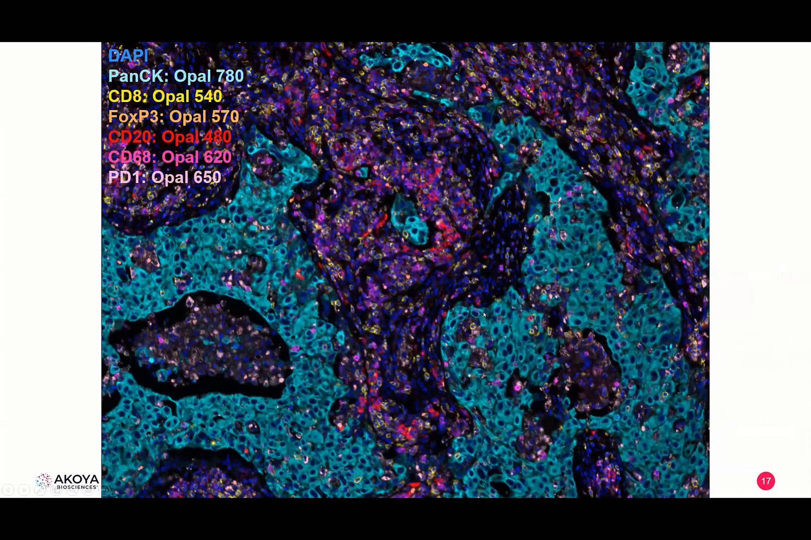 video-phenoptics-and-codex-high-content-multiplexed-imaging-for-translational-and-discovery-research
