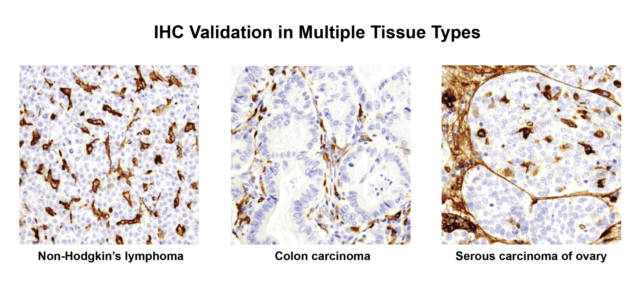 Ab validation in multiple tissue types 01