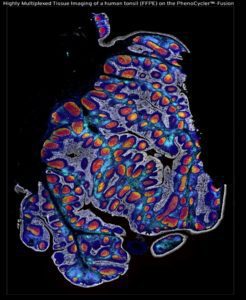 Highly multiplexed tissue image of a human tonsil (FFPE) captured on the PhenoCycler-Fusion