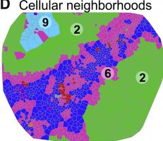 Cellular Neighborhood Cell Paper TMA Image Cropped